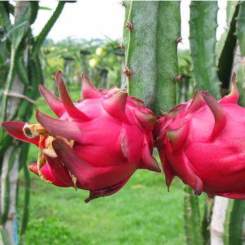 5 Tempat Wisata Buah Bersama Keluarga