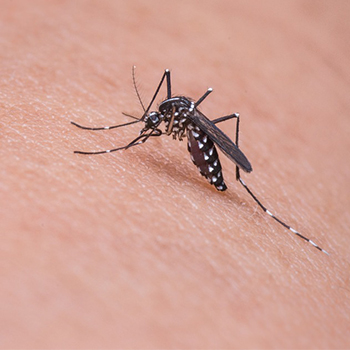 Malaria Resistan Menyebar di Asia Tenggara