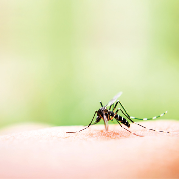 Bahaya Virus Zika