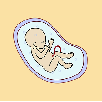 Perkembangan Janin di Trimester Pertama