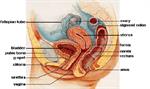 Perjalanan Ovum 