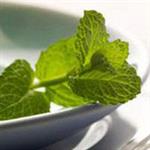Efek Menyegarkan Daun Mint
