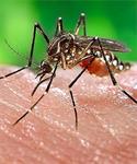 Bahaya Endemis Malaria