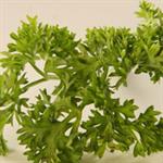 Daun Parsley Bukan Sekedar Penghias