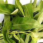 Pilih, Olah, dan Simpan Kangkung