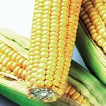 Pilih, Olah dan Simpan Jagung Manis