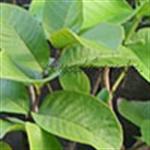 Diare? Obati dengan Daun Jambu Biji