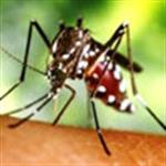 Tips Kenali Nyamuk Aedes Aegypti