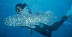 Kehidupan Bawah Laut Bunaken 